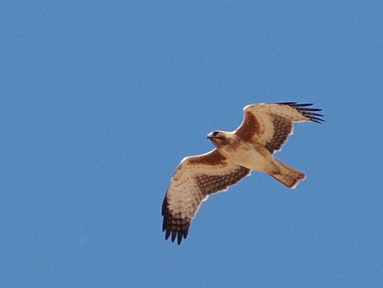 Little Eagle - ML641615504