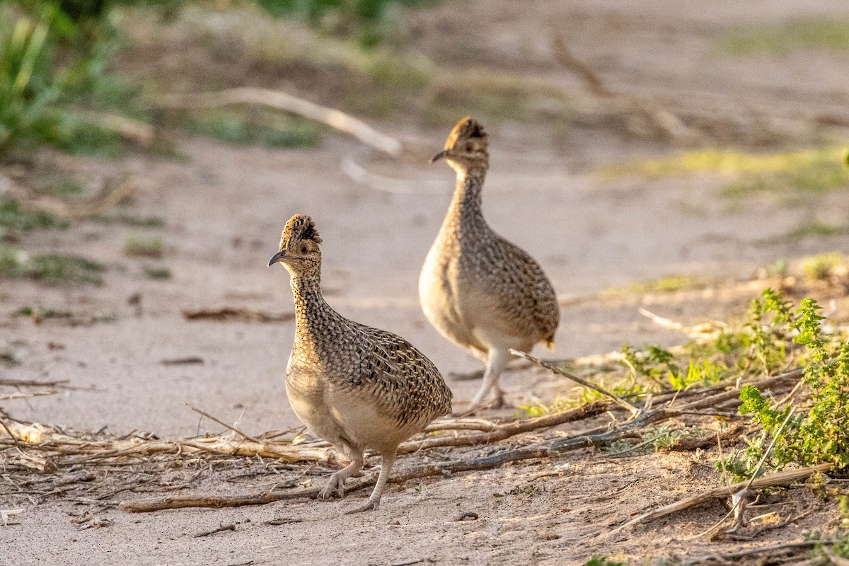 Brushland Tinamou - ML641615511
