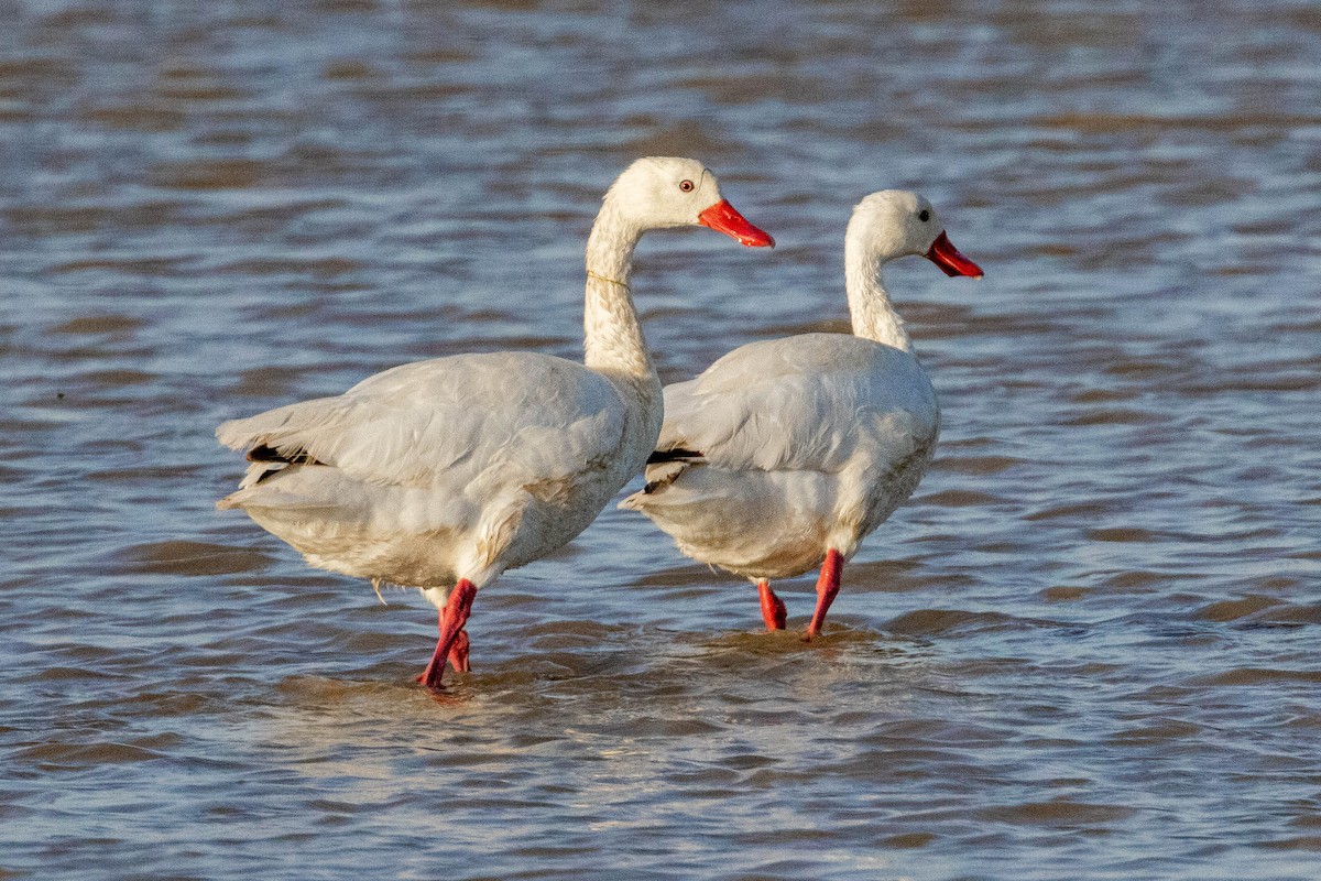 Coscoroba Swan - ML641615518