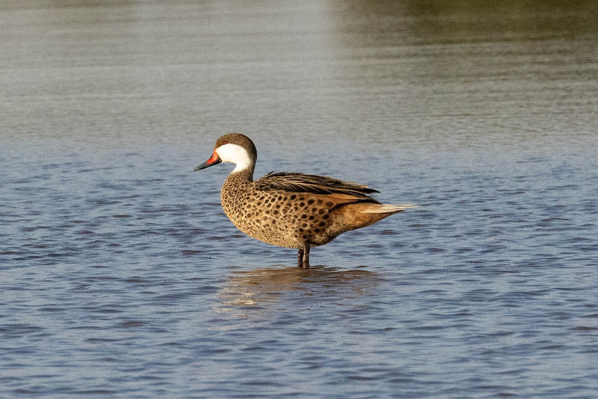 White-cheeked Pintail - ML641615536