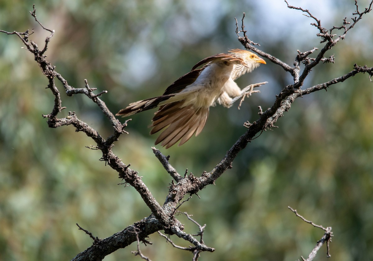 Guira Cuckoo - ML641615557