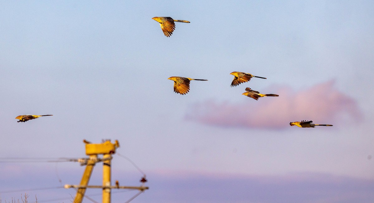 Guira Cuckoo - ML641615558