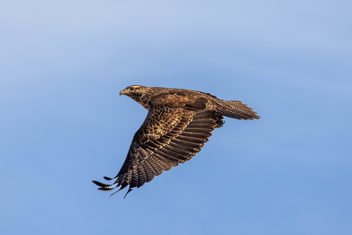 Black-chested Buzzard-Eagle - ML641615585