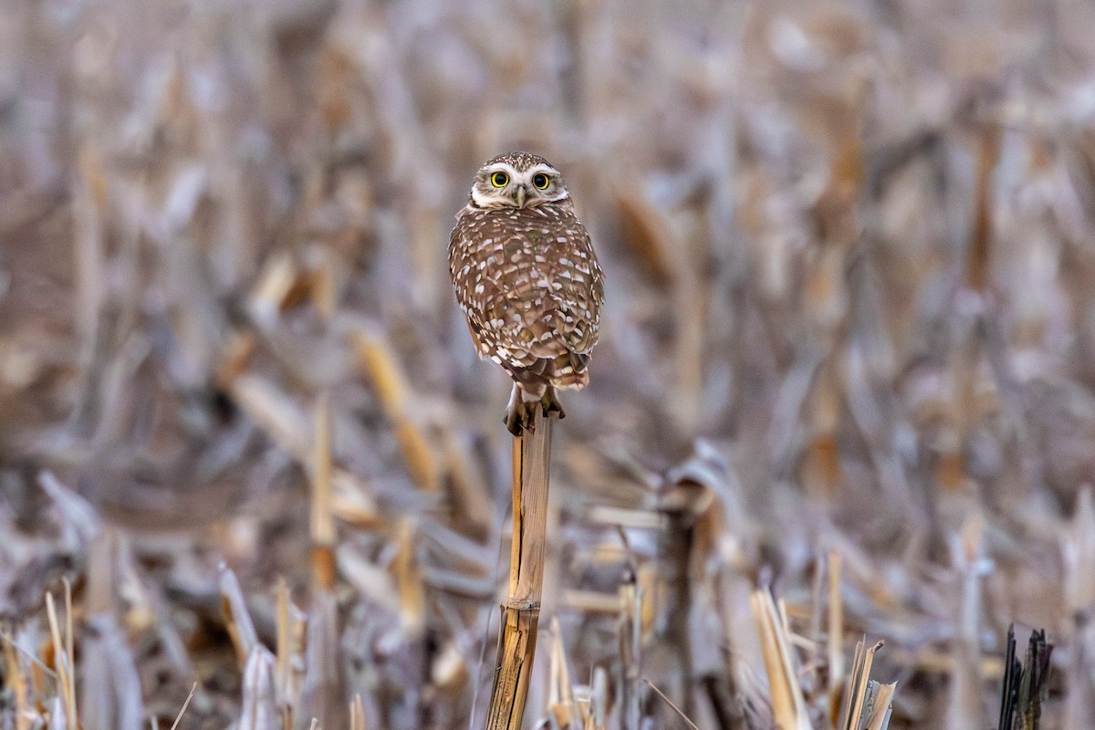 Burrowing Owl - ML641615594