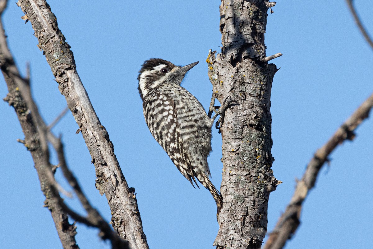 Checkered Woodpecker - ML641615610