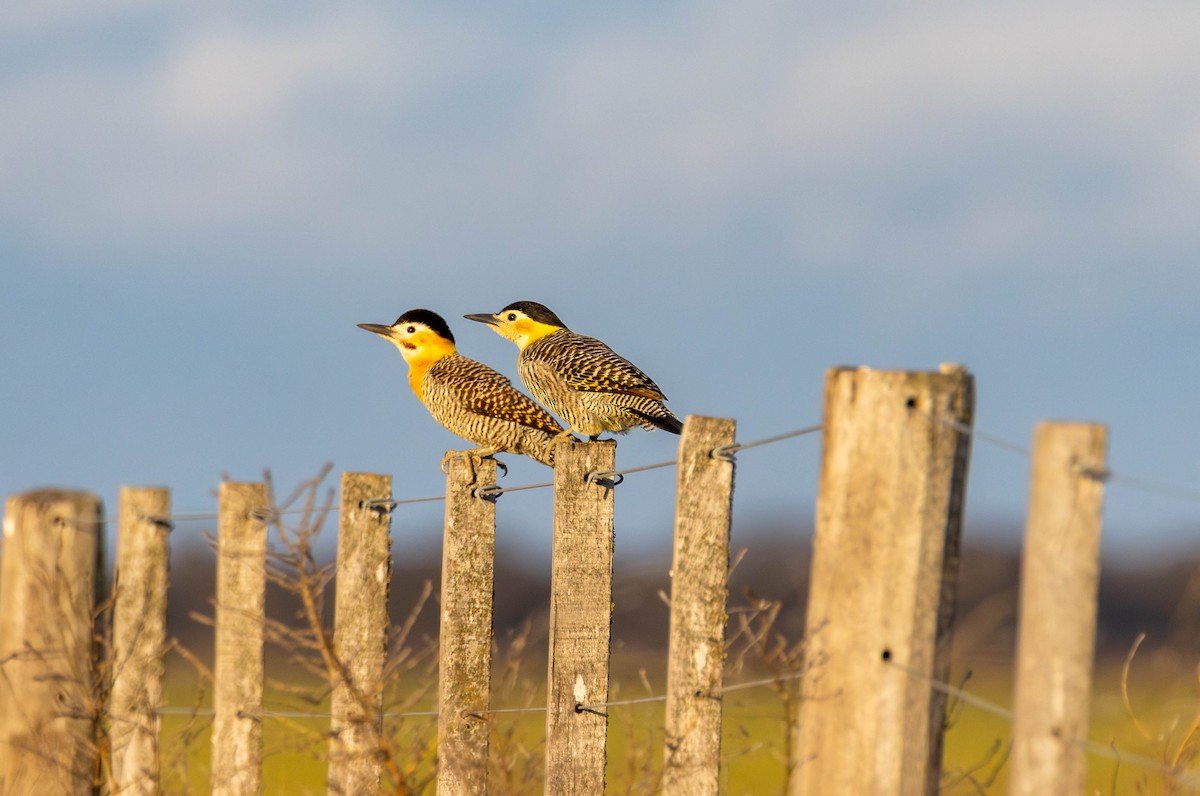 Campo Flicker - ML641615615