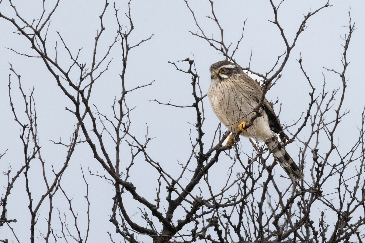 Spot-winged Falconet - ML641615619