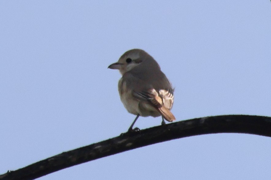 Isabelline Shrike - ML641615634