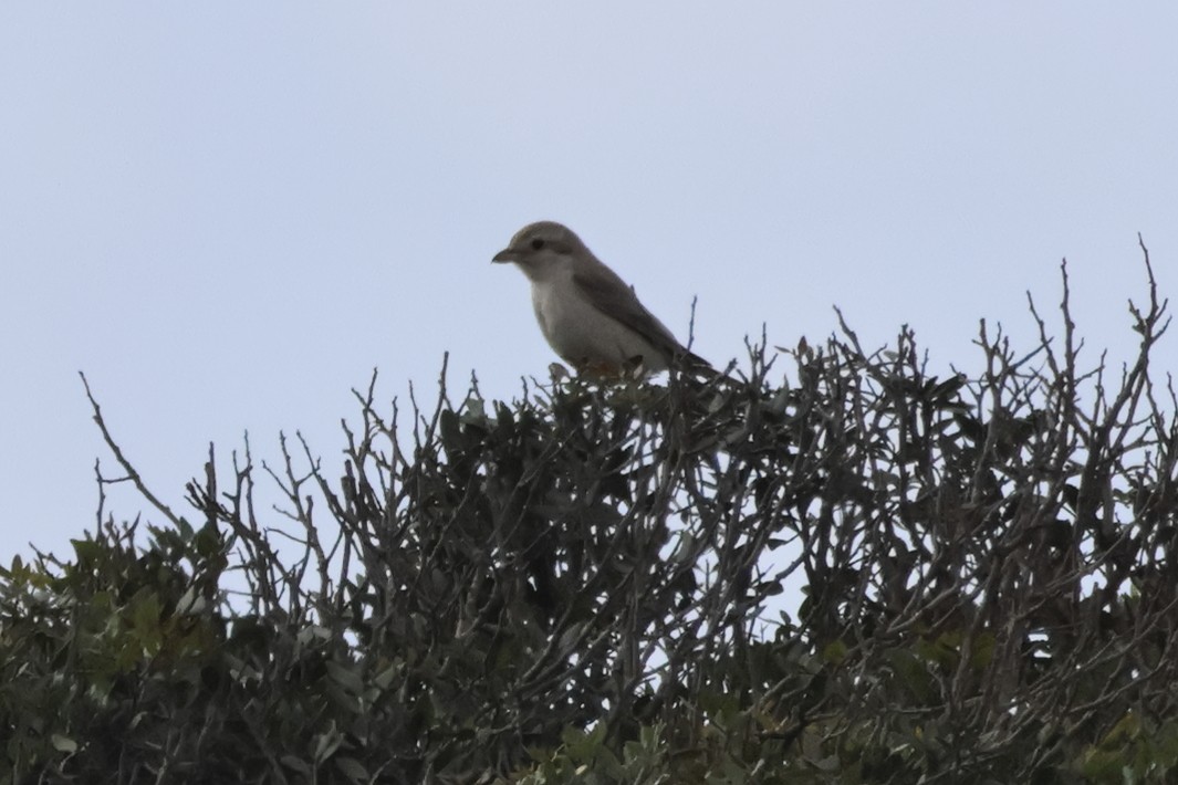 Isabelline Shrike - ML641615635