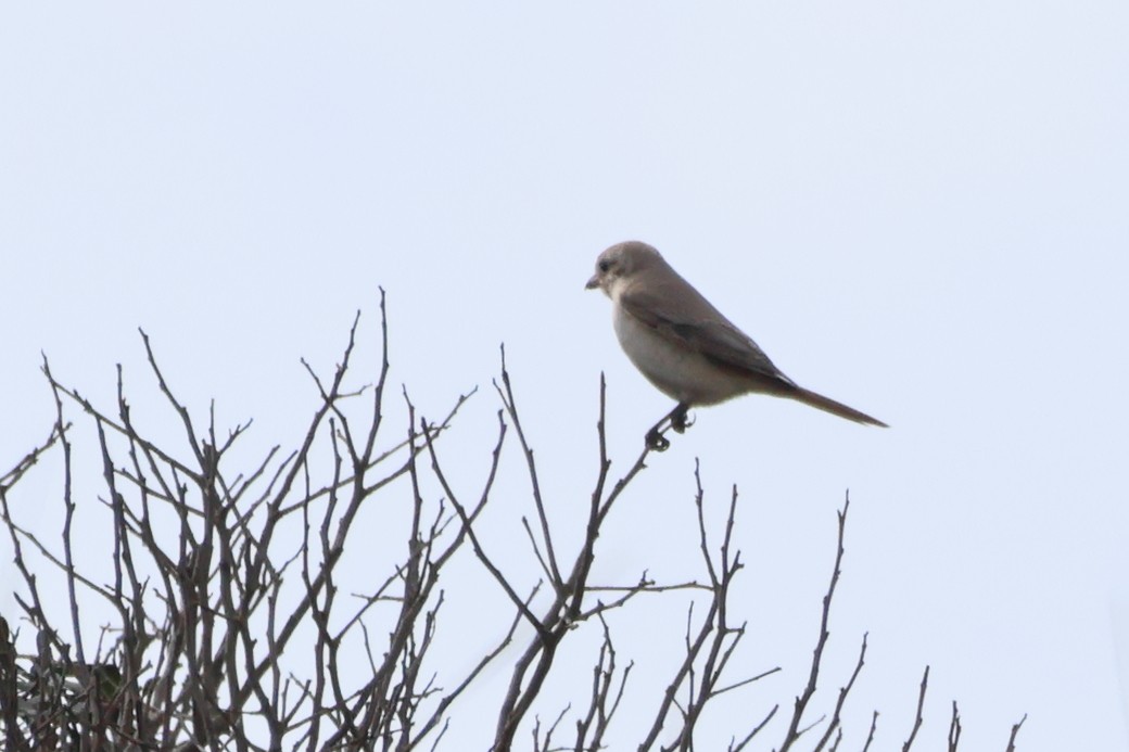 Isabelline Shrike - ML641615637
