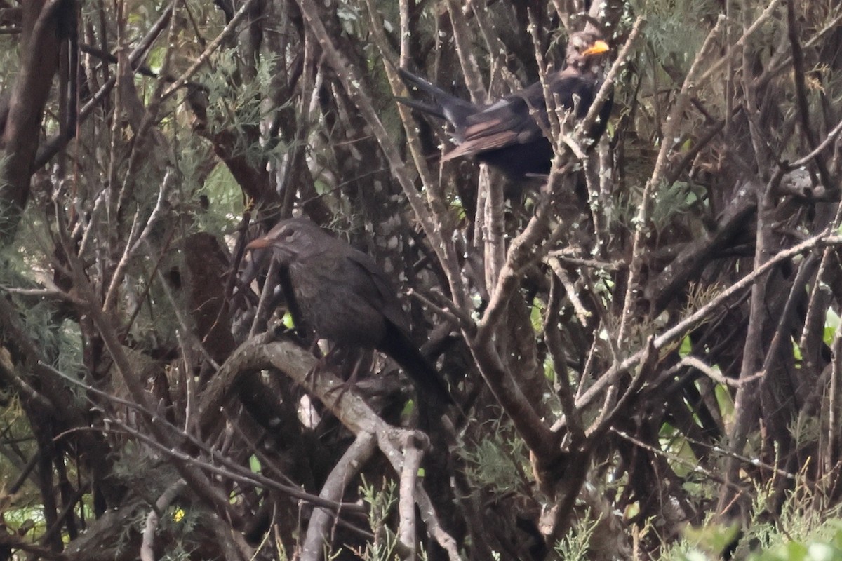 Eurasian Blackbird - ML641615660