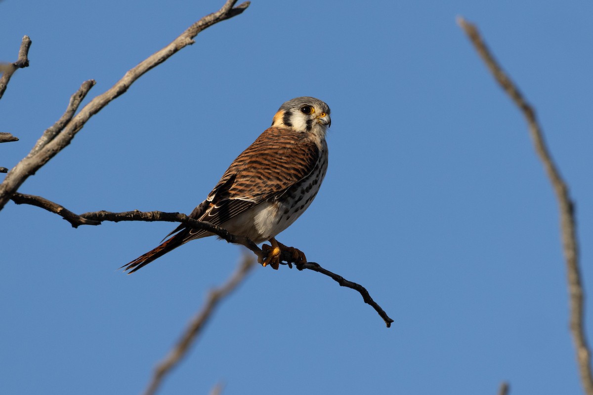 American Kestrel - ML641615670