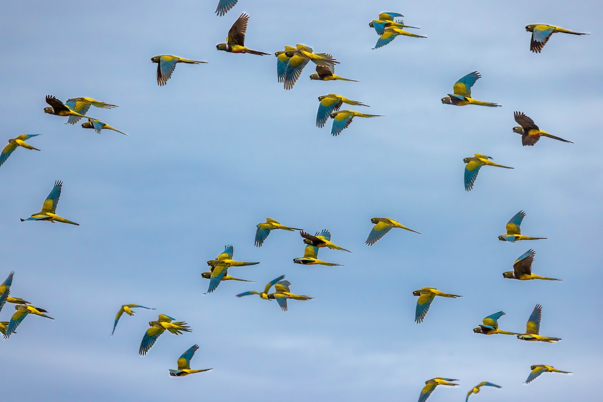 Burrowing Parakeet - ML641615690