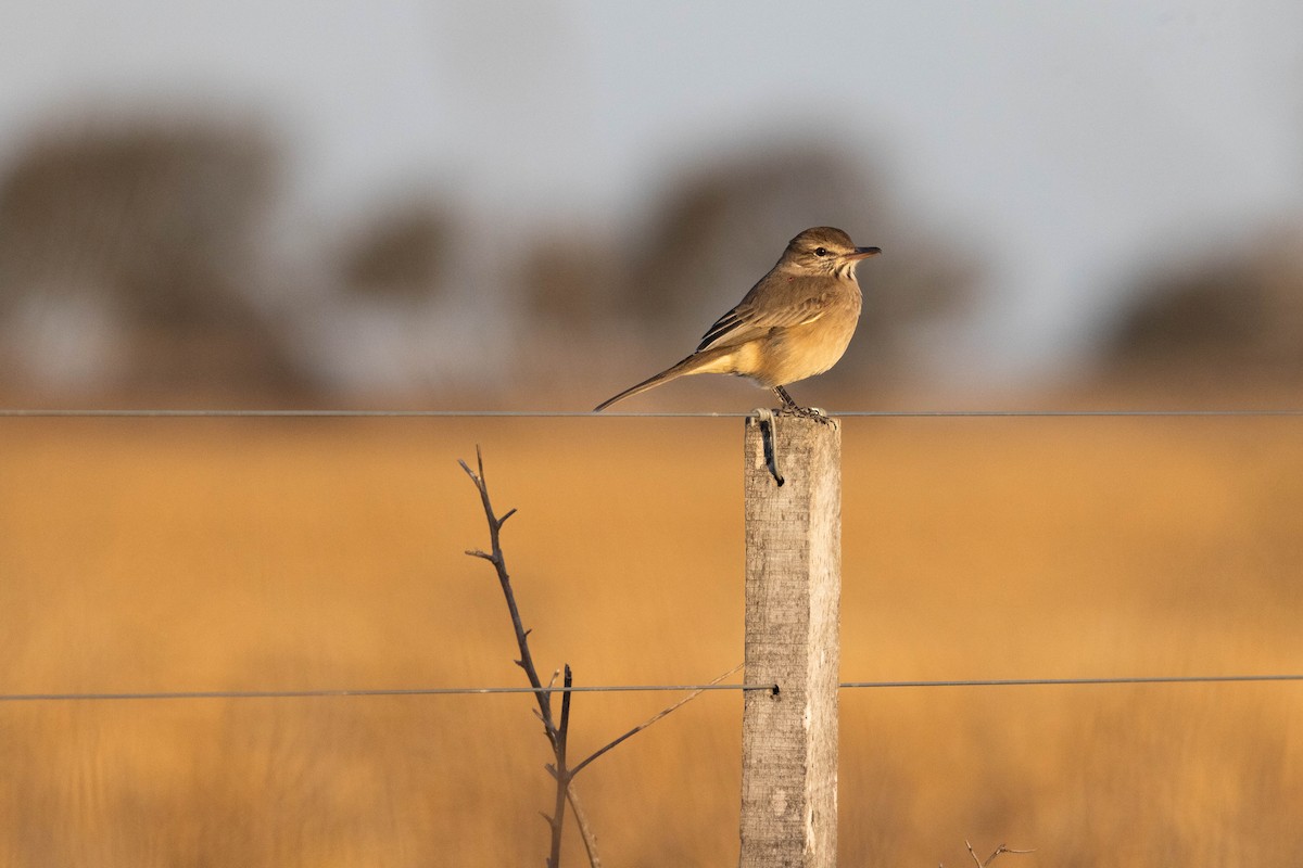Gray-bellied Shrike-Tyrant - ML641615709