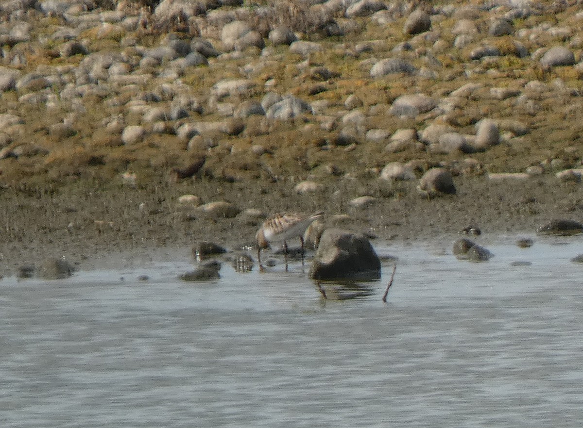 Red-necked Stint - ML641615711