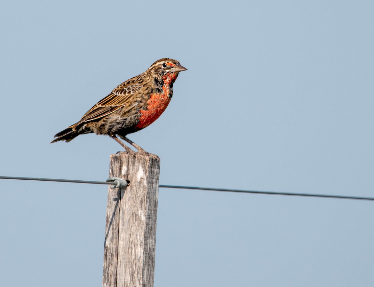 Long-tailed Meadowlark - ML641615717