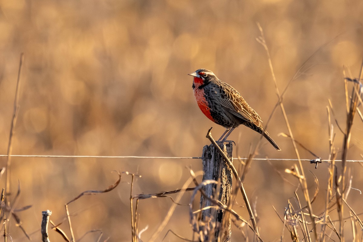 Long-tailed Meadowlark - ML641615718