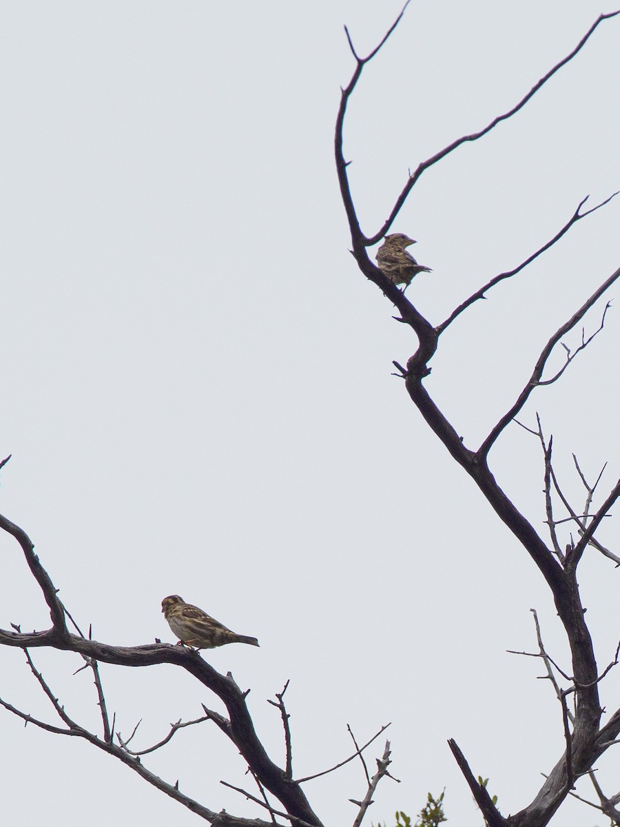 Rock Sparrow - ML641615719