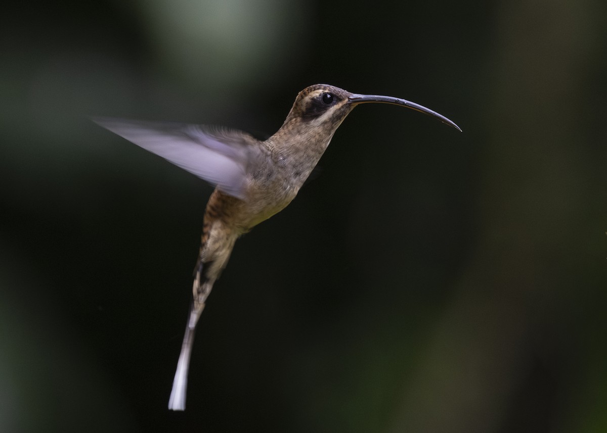 Long-billed Hermit (Central American) - ML641615722