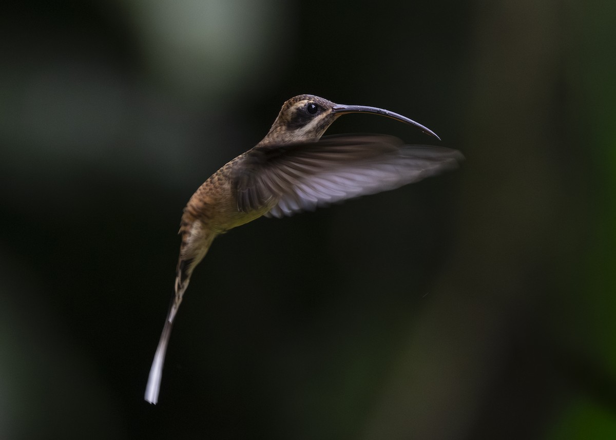 Long-billed Hermit (Central American) - ML641615723