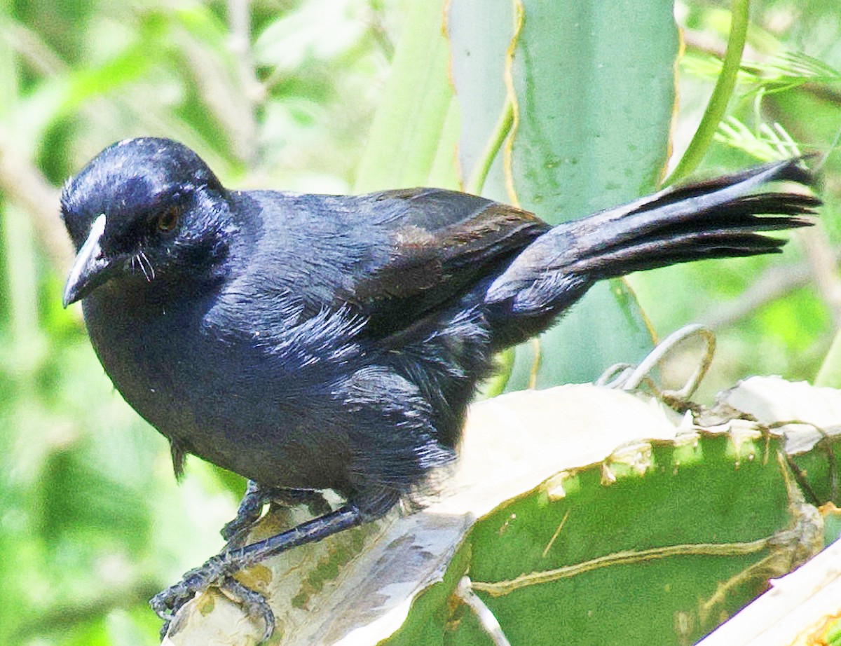 Cape Crow - ML641615733