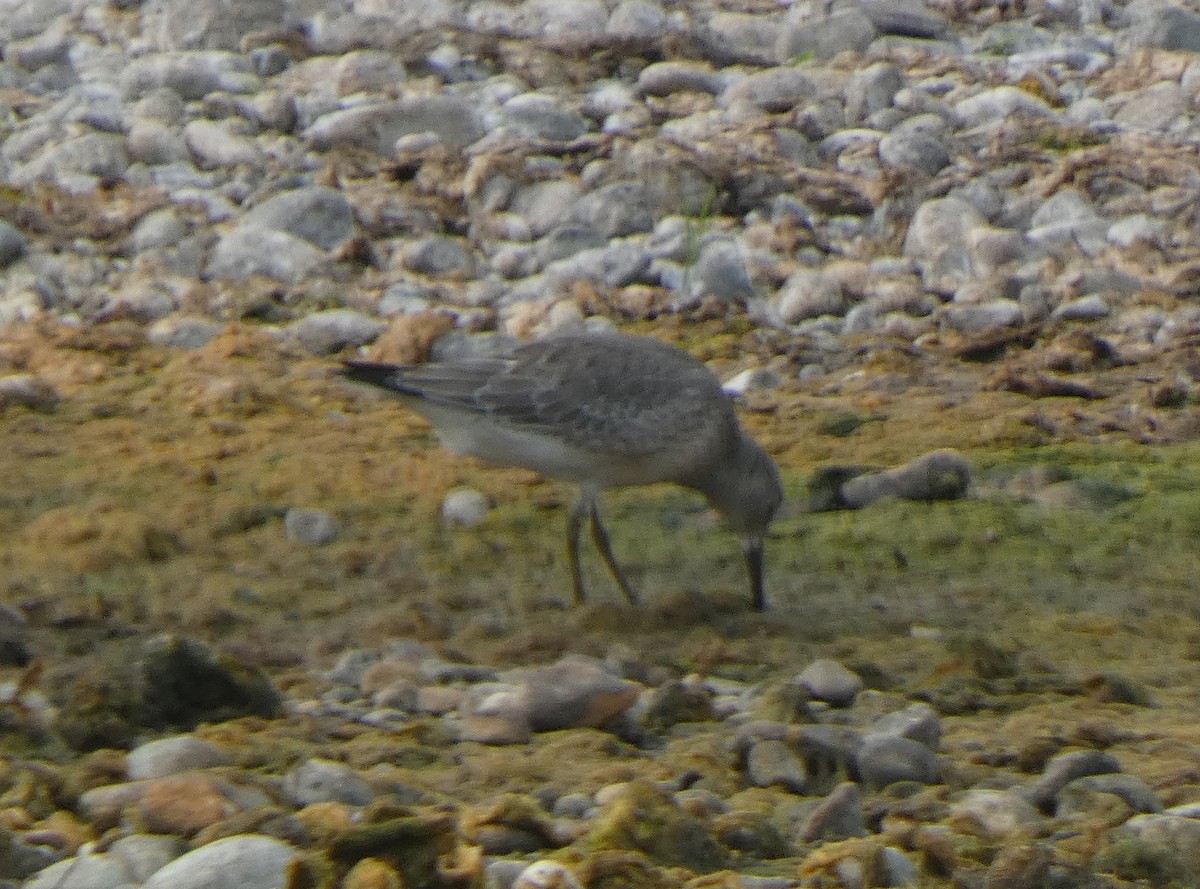 Red Knot - ML641615744