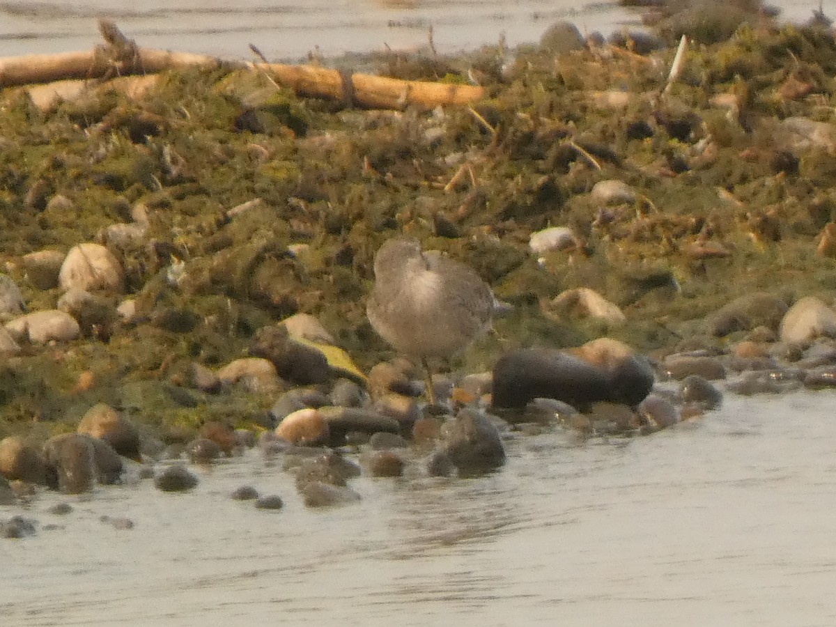 Red Knot - ML641615749