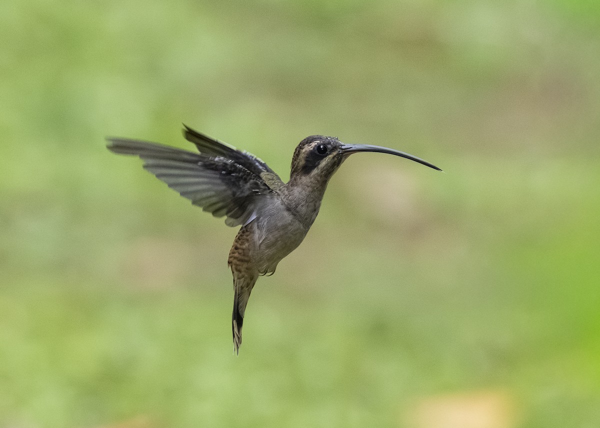 Long-billed Hermit (Central American) - ML641615788