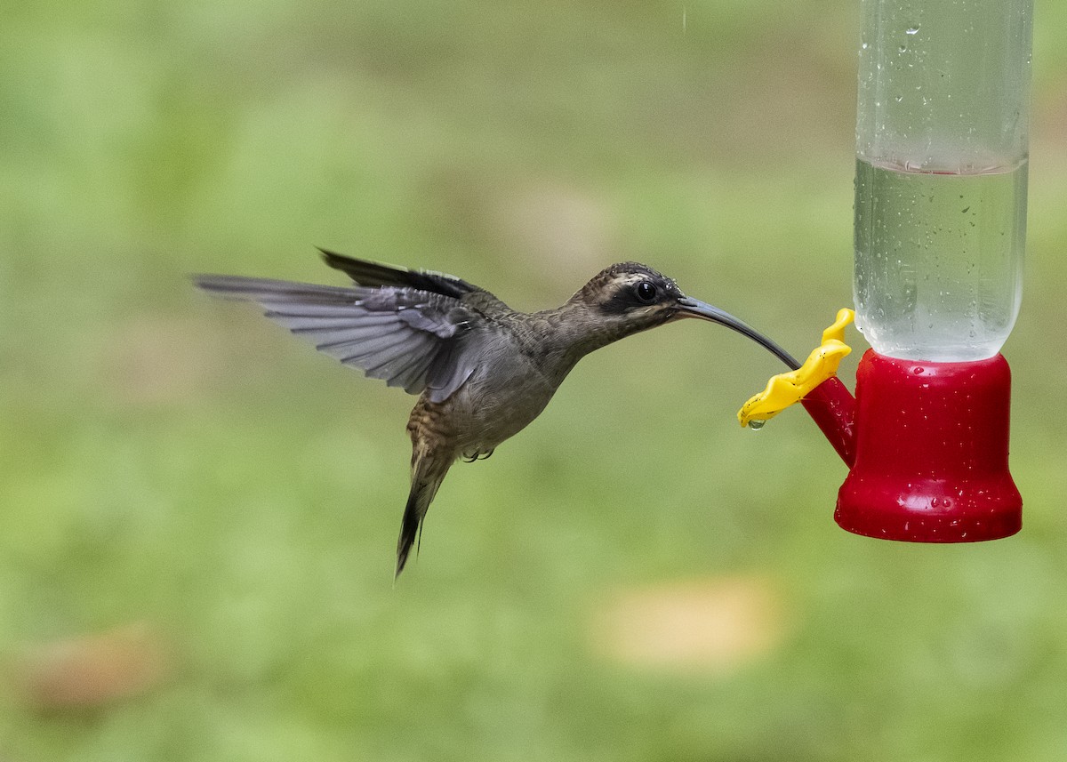 Long-billed Hermit (Central American) - ML641615789