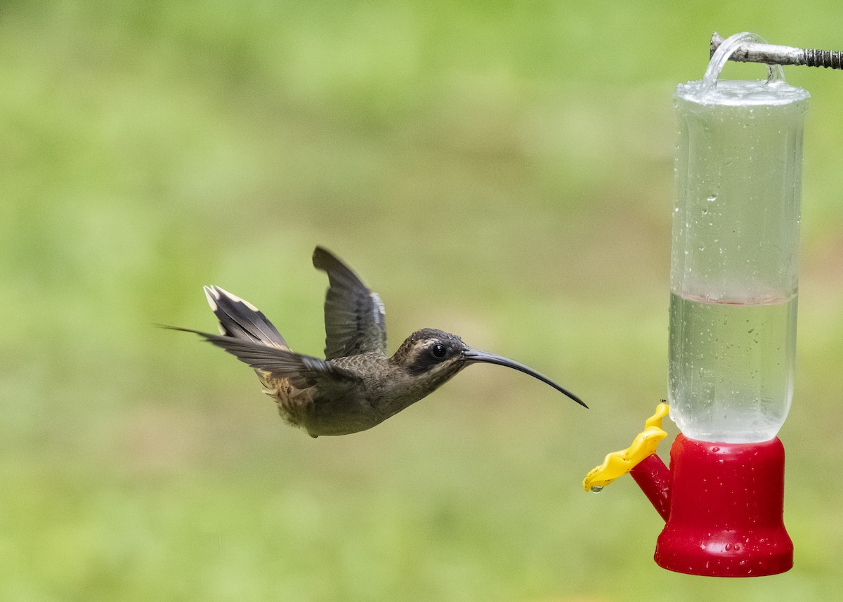 Long-billed Hermit (Central American) - ML641615790