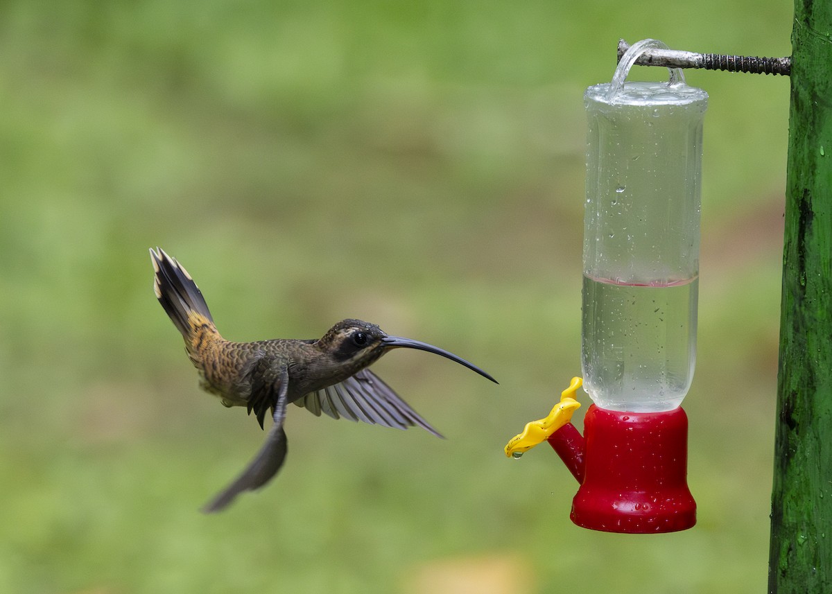Long-billed Hermit (Central American) - ML641615793