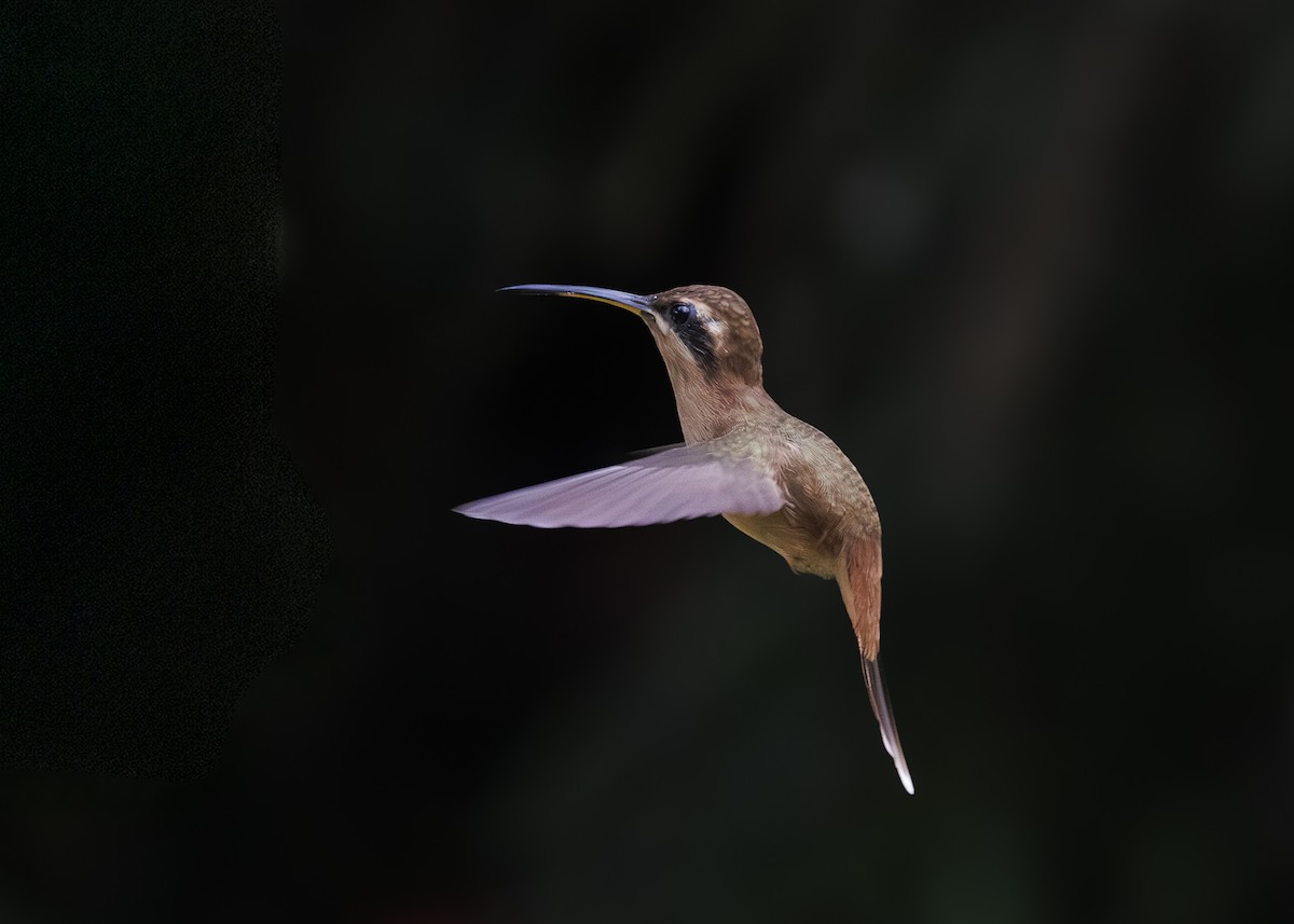 Stripe-throated Hermit - ML641615813