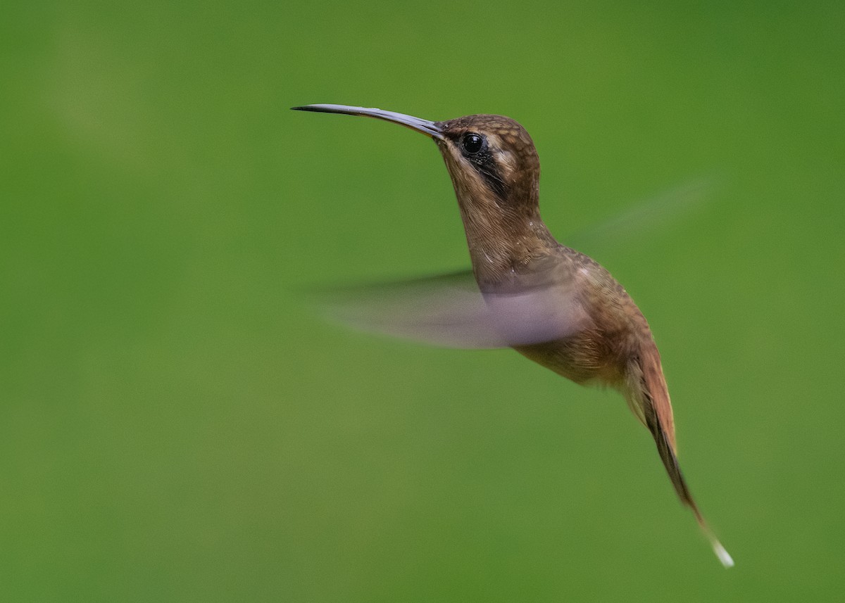 Stripe-throated Hermit - ML641615816