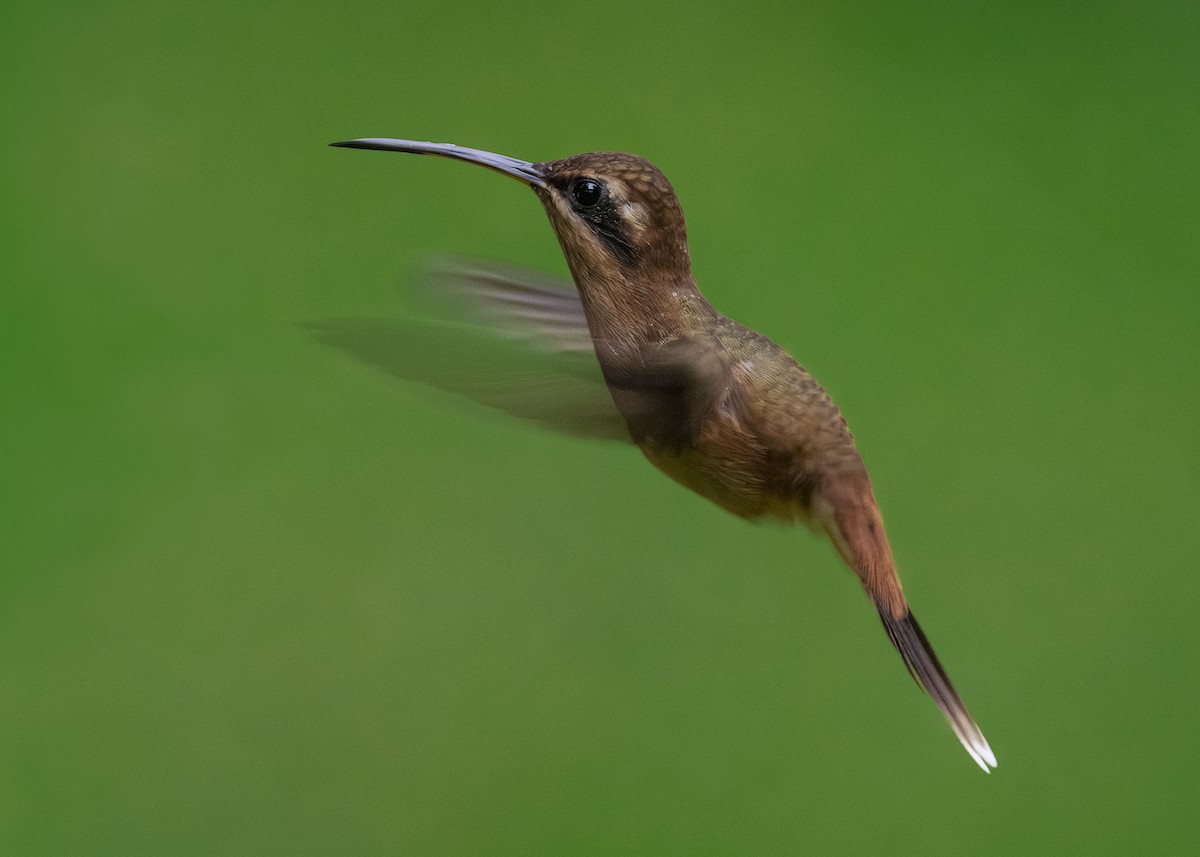 Stripe-throated Hermit - ML641615817