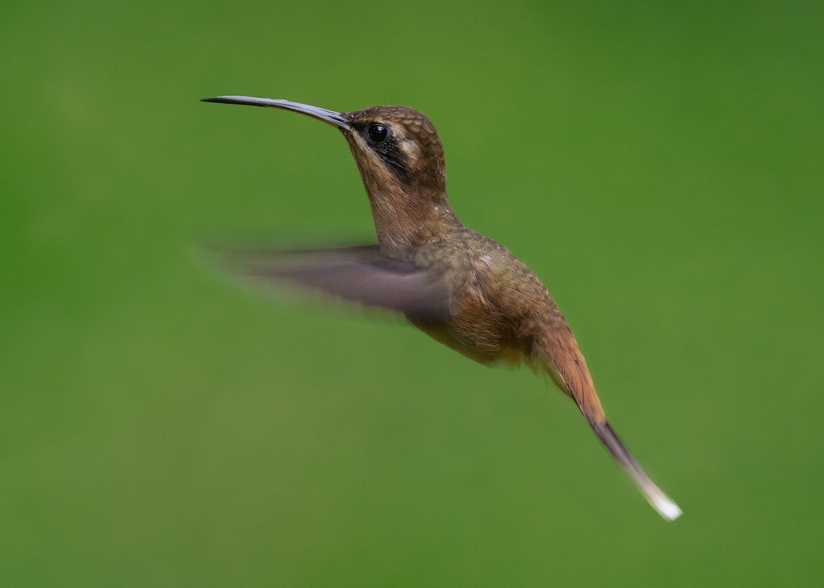 Stripe-throated Hermit - ML641615818