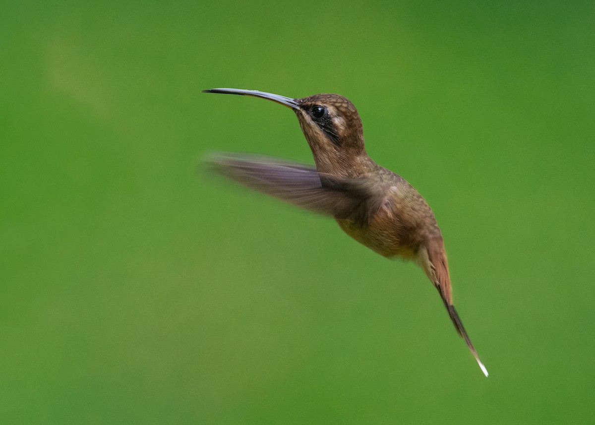 Stripe-throated Hermit - ML641615819