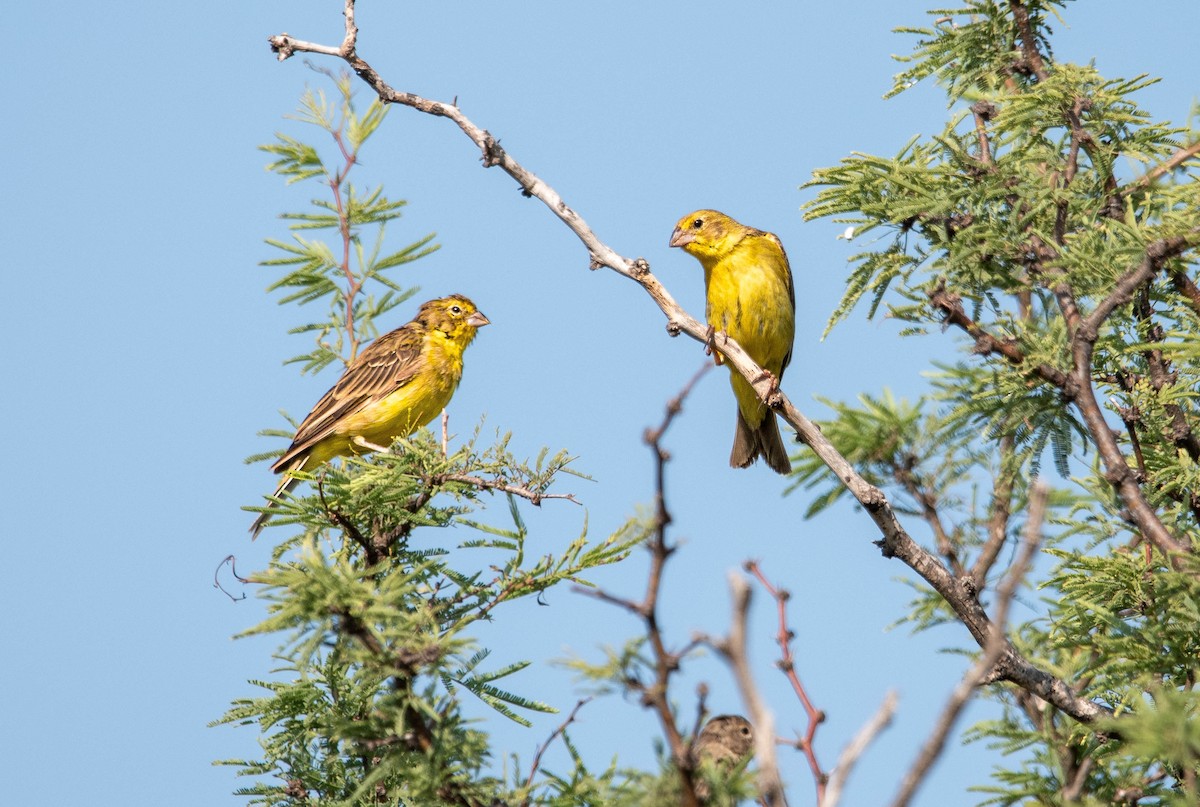 Grassland Yellow-Finch - ML641615830