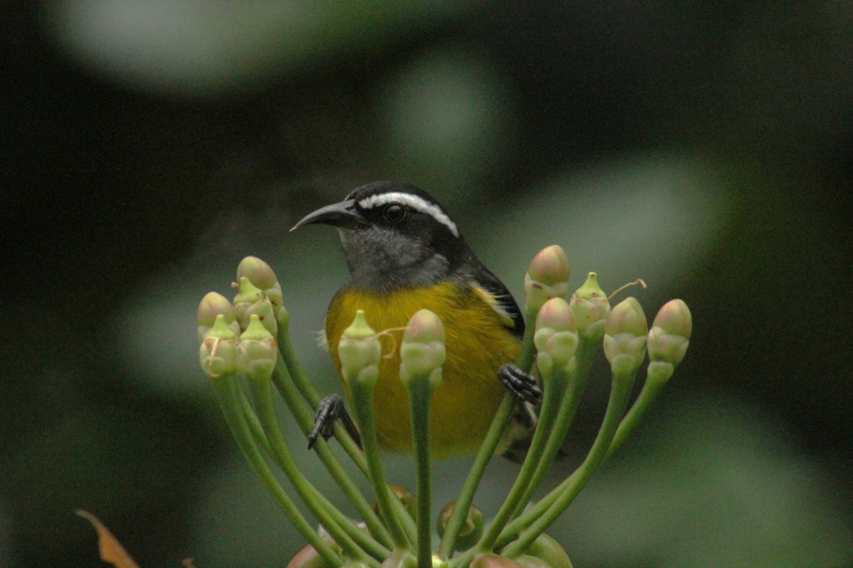 Bananaquit - ML641615994