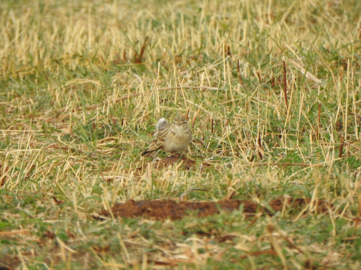 Greater Short-toed Lark - ML641616015