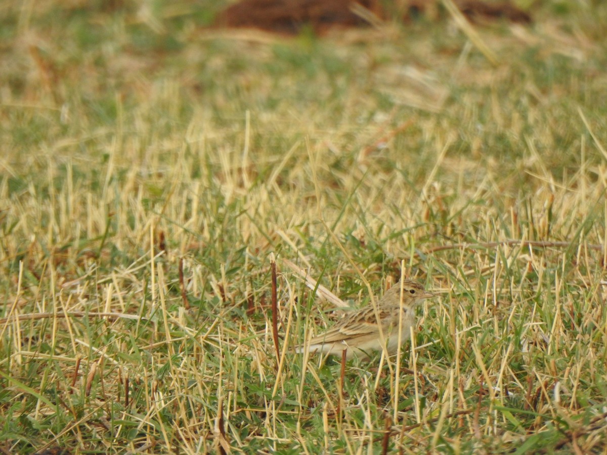 Greater Short-toed Lark - ML641616016