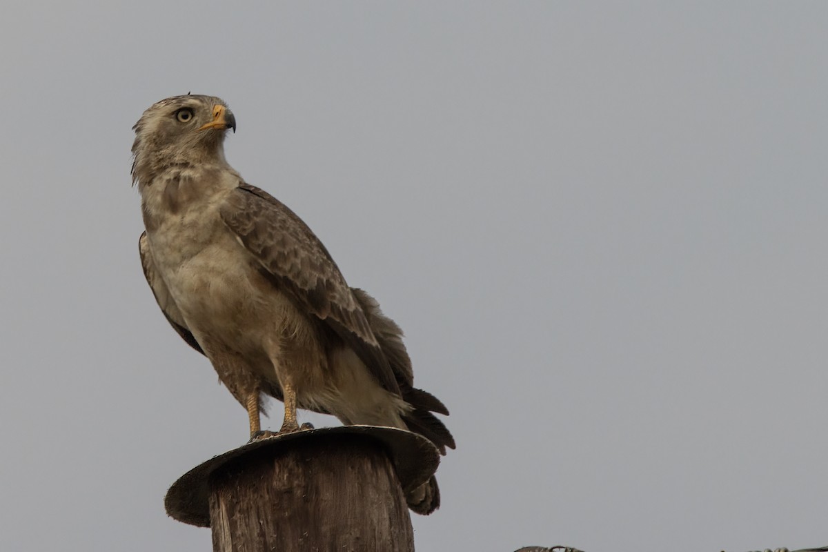 Western Banded Snake-Eagle - ML641616032