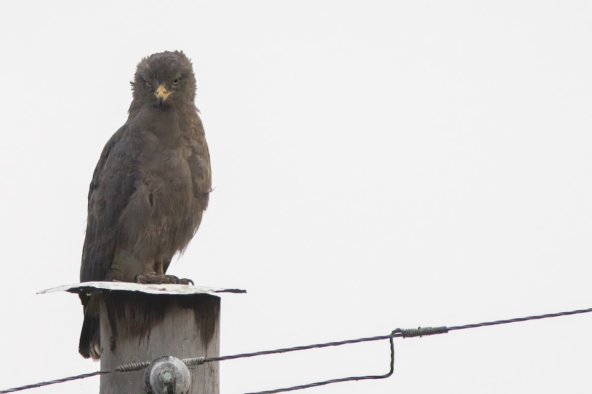 Western Banded Snake-Eagle - ML641616033