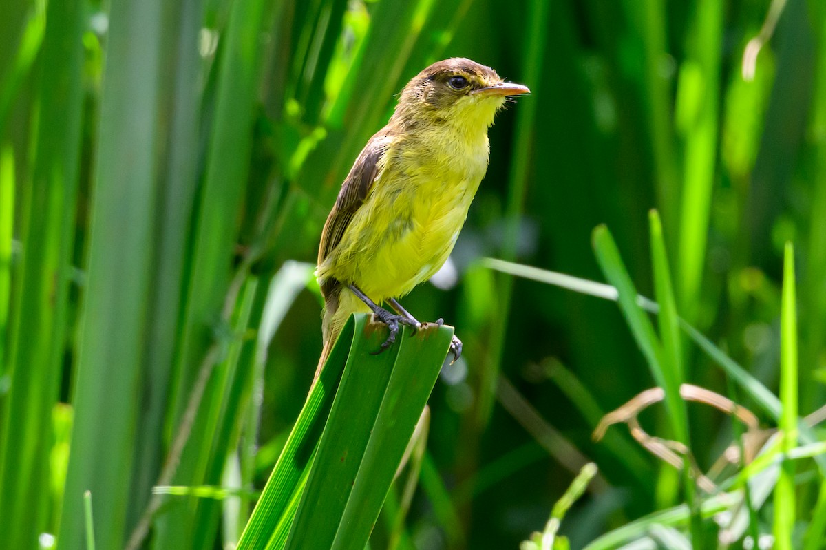 African Yellow-Warbler - ML641616092