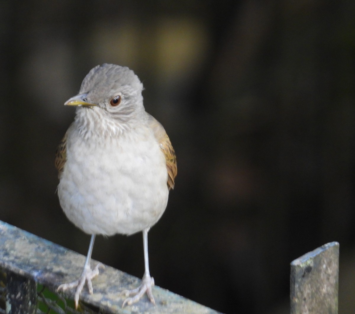 Pale-breasted Thrush - ML641616143