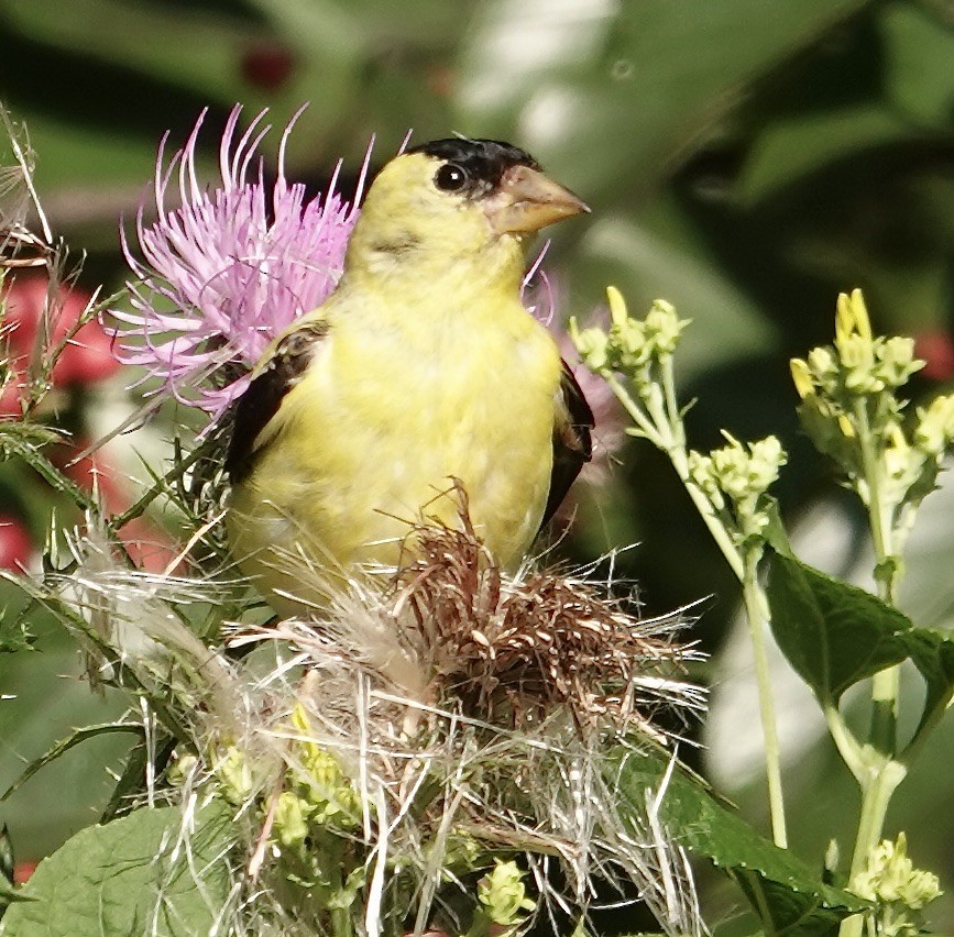 American Goldfinch - ML641616148