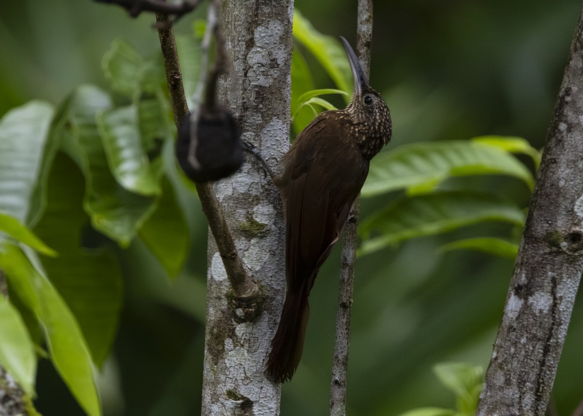 Grimpar cacao (groupe nana) - ML641616158