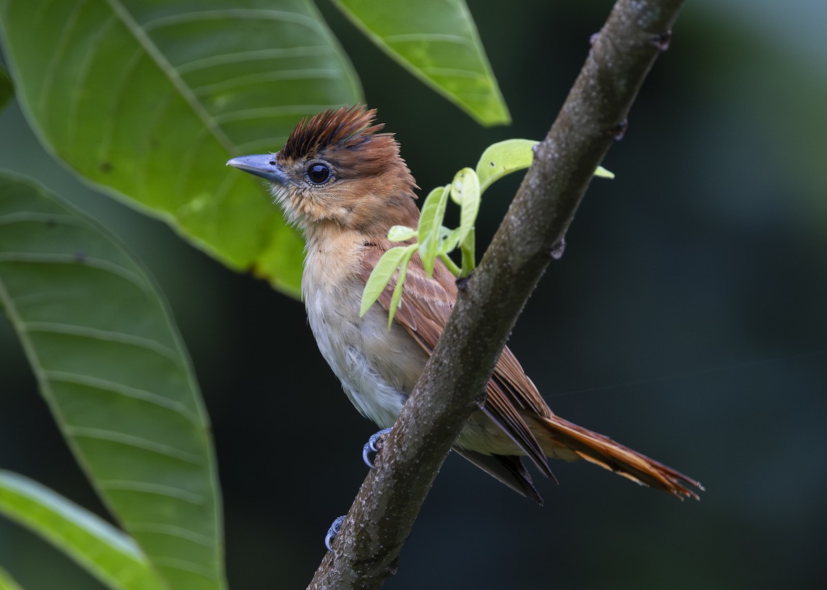 Cinnamon Becard - ML641616173