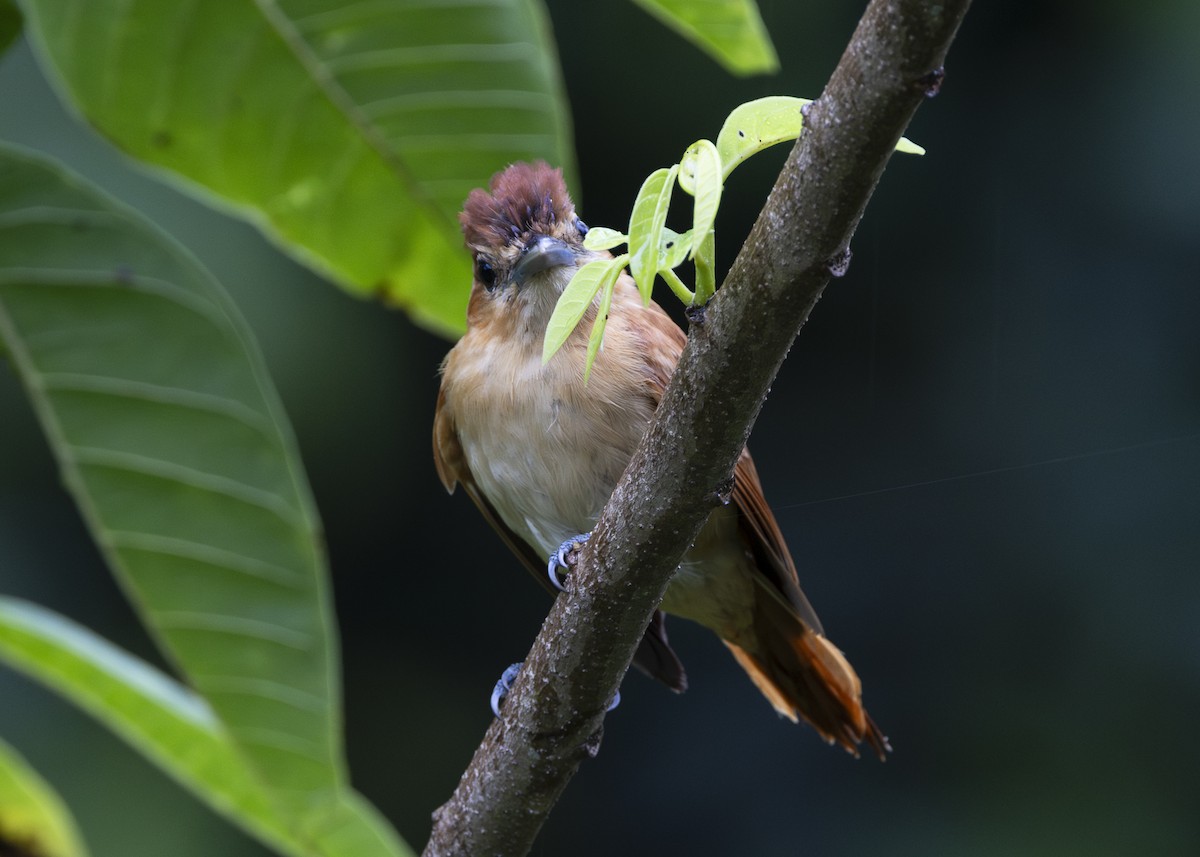 Cinnamon Becard - ML641616174