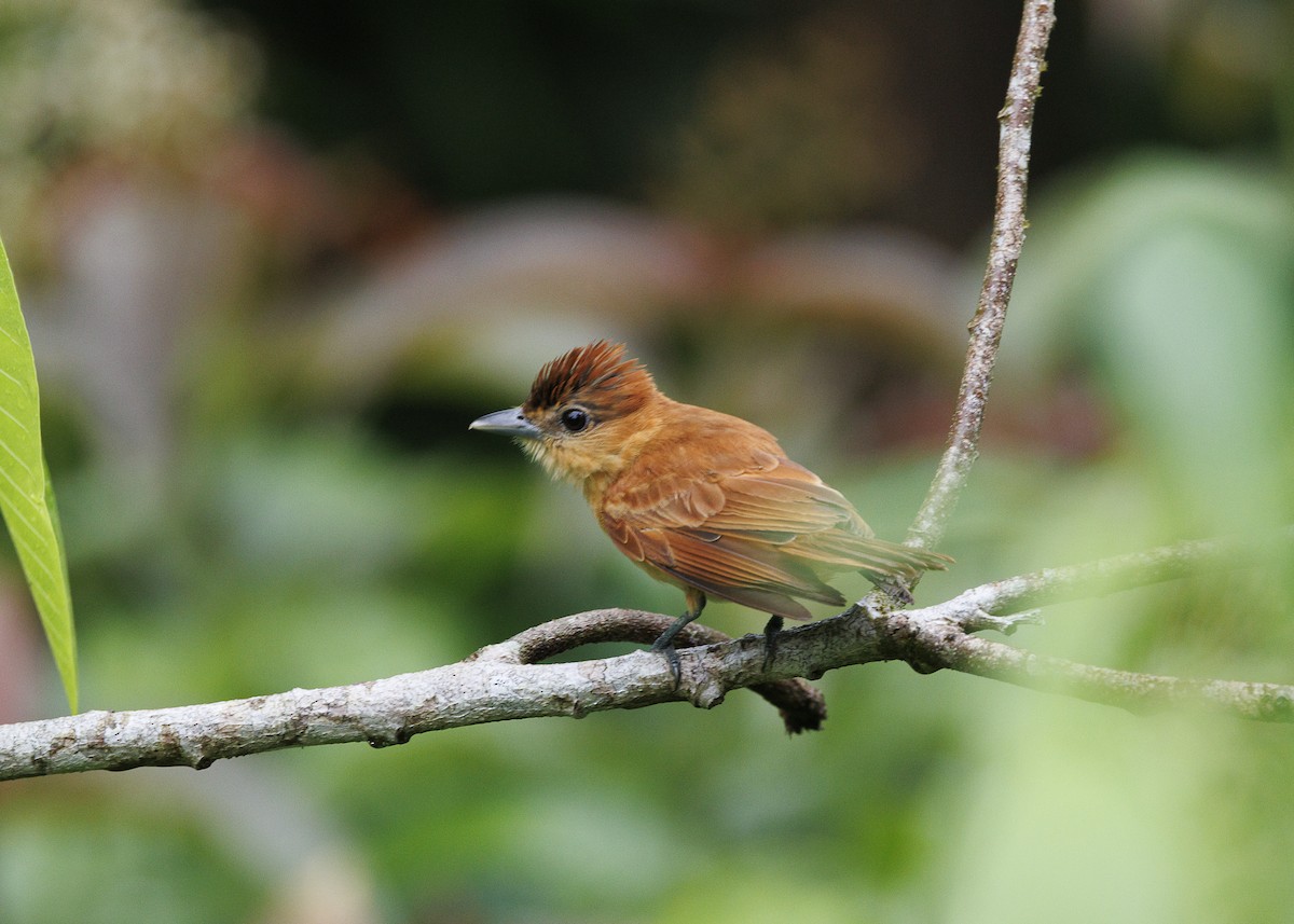 Cinnamon Becard - ML641616178