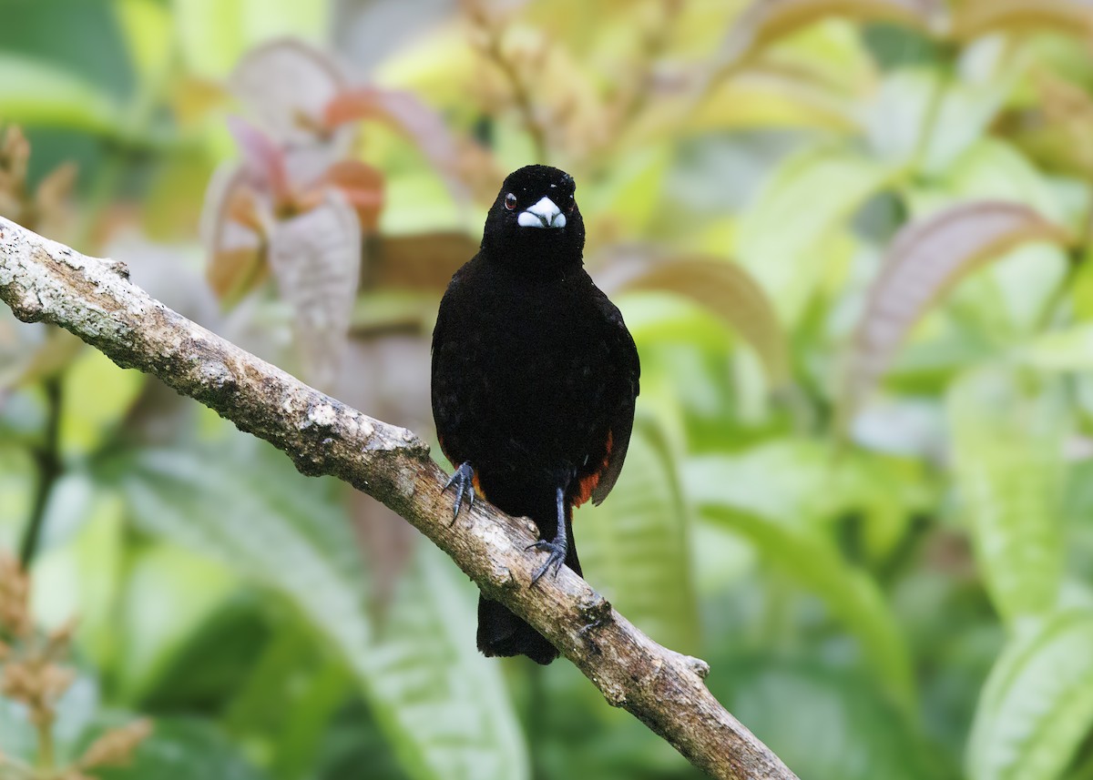 Scarlet-rumped Tanager (Passerini's) - ML641616289